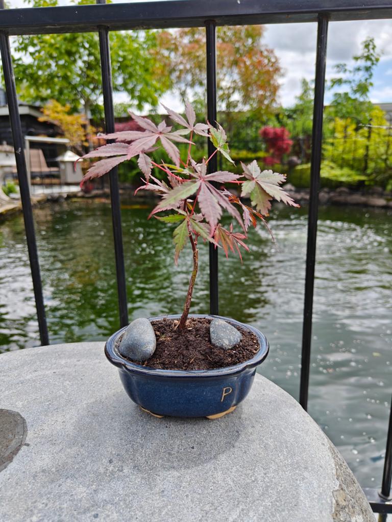 Mooie Japanse esdoorn bonsai in pot, Tuin en Terras, Overige soorten, Vaste plant, Ophalen of Verzenden, Bloeit niet