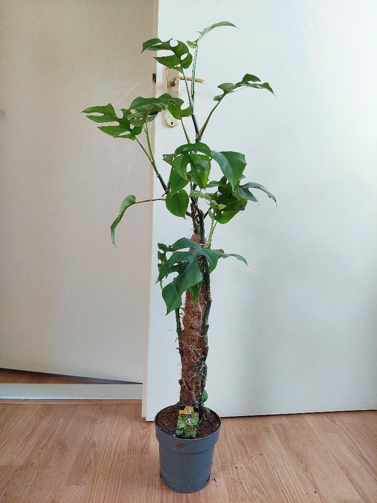 Monstera Minima - Raphidophora Tetrasperma/Gatenplant H110cm, Ophalen, 100 tot 150 cm, Overige soorten, Halfschaduw