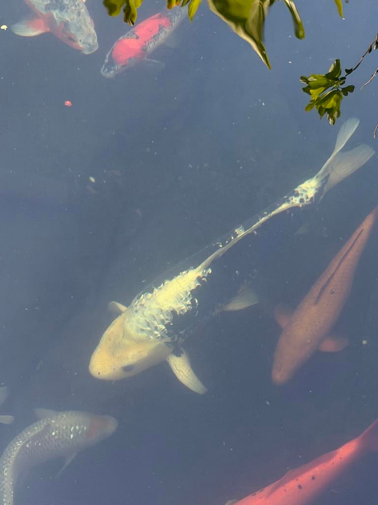Dainichi matsuawaka, Karper of Koi