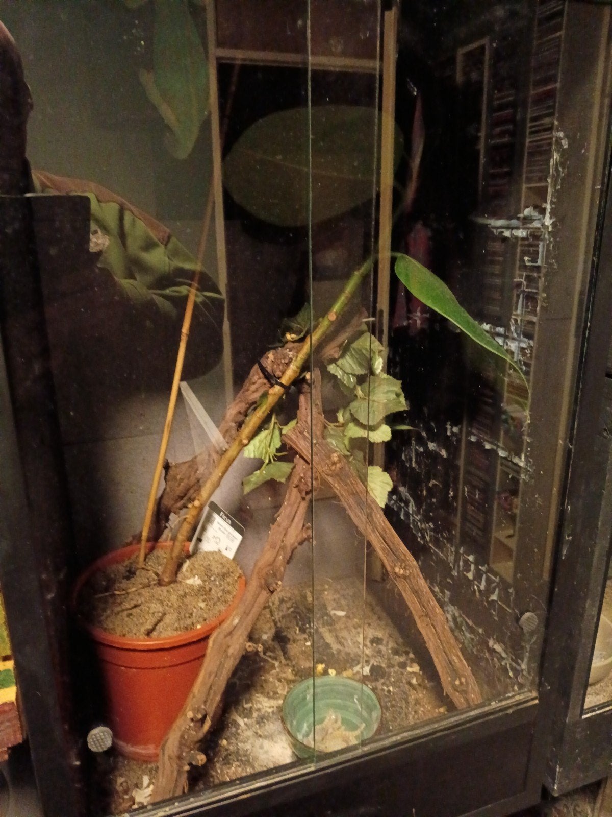 vrouwtje Jemen Kameleon met betonplex terrarium 50x50x90 Chameleon photo 6