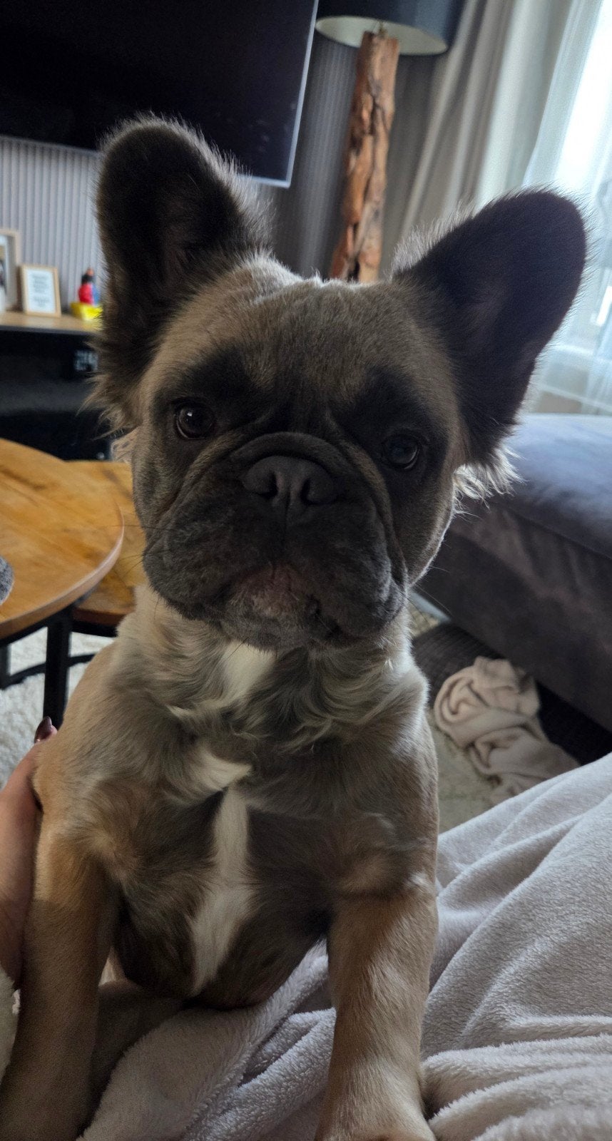 tekoop Fluffy Franse bulldog Diamond❤️ 10 maanden😍, 15 weken tot 1 jaar, Teef, Bulldog, Eén hond