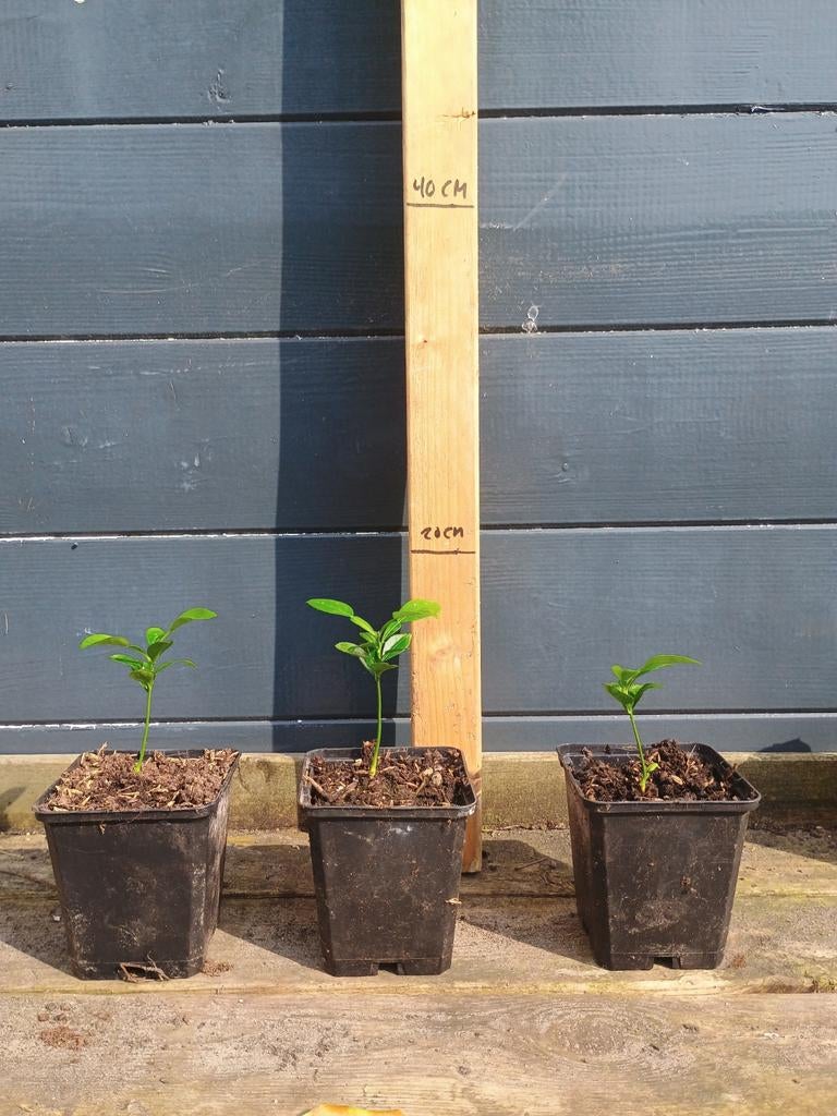 Citrus Hystrix Zaailingen (Kaffirlimoen / Djeroek Poeroet), Volle zon, Vaste plant, Ophalen of Verzenden, Bloeit niet