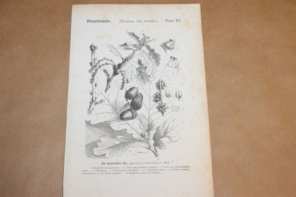 Antieke botanische prent - Eik - 1875 !!, Verzamelen, Ophalen of Verzenden, Voor 1940, Gebruikt, Overige onderwerpen