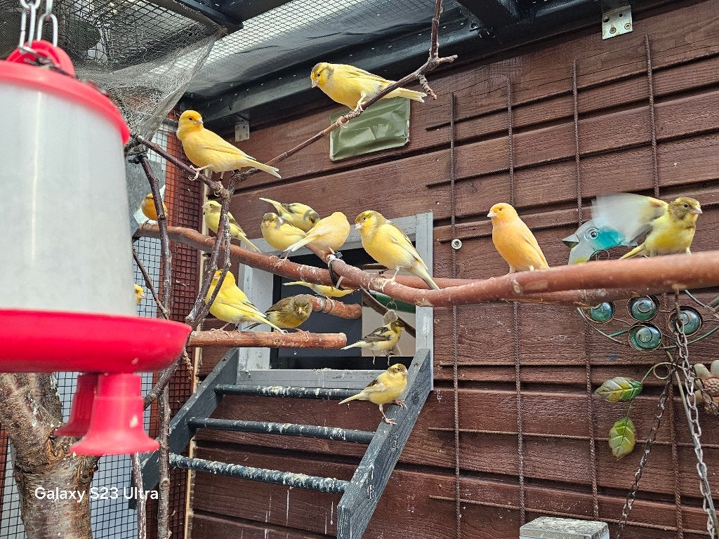 Te koop kanaries, Ophalen, Nieuw