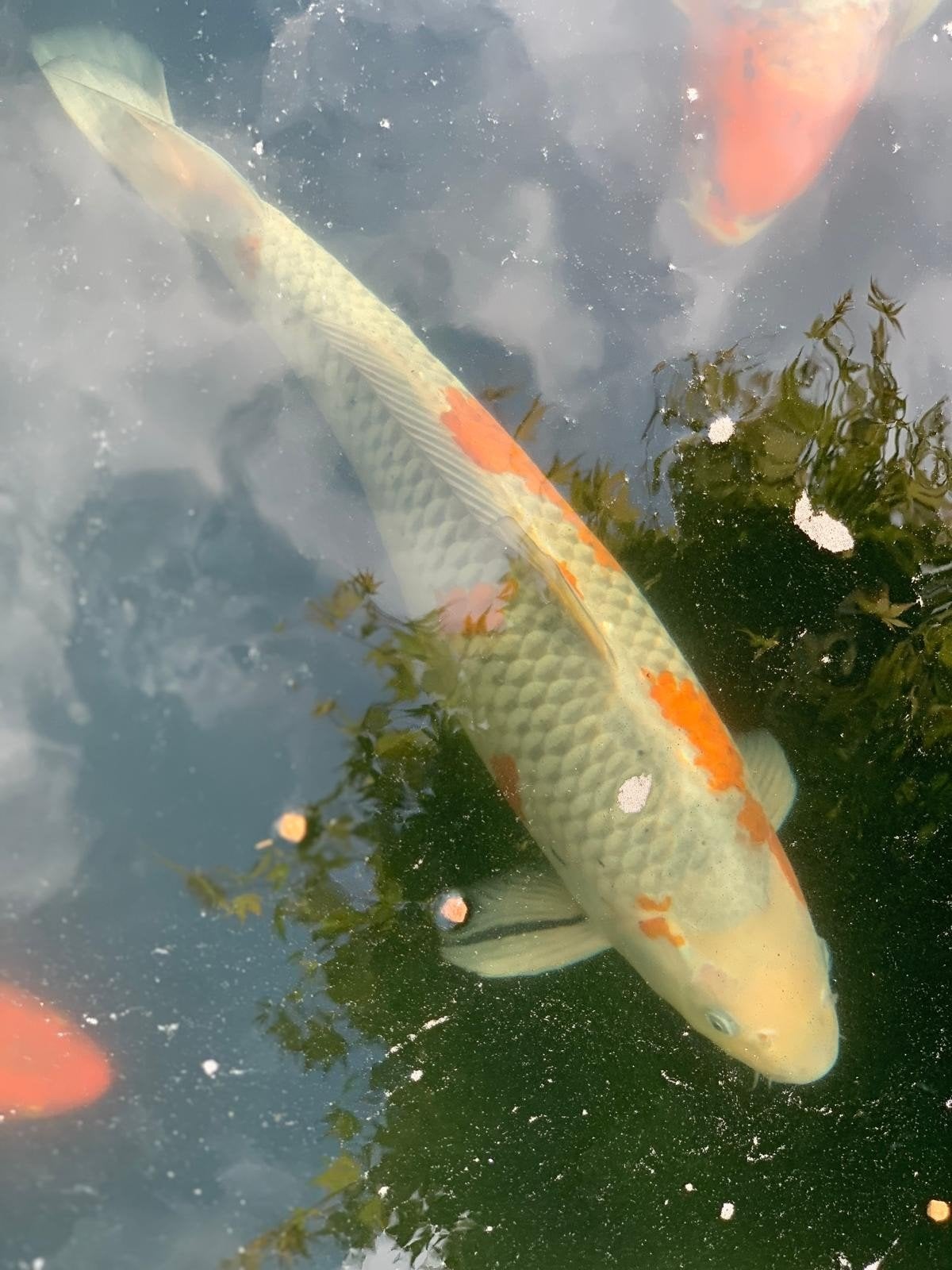 Japanse koi (Ochiba, Ogon, Kohaku, Tancho, Asagi enz), Dieren en Toebehoren, Vissen | Vijvervissen, Karper of Koi