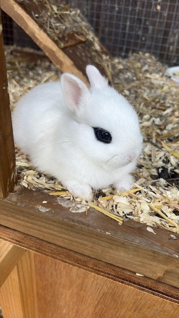 mooie witte dwergkonijnen, Meerdere dieren, Dwerg, 0 tot 2 jaar