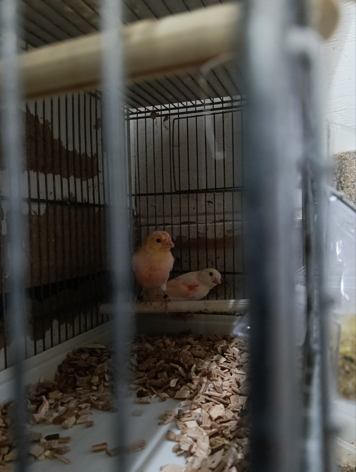 Rood mozaïek, Dieren en Toebehoren, Vogels | Kanaries, Meerdere dieren, Kleurkanarie