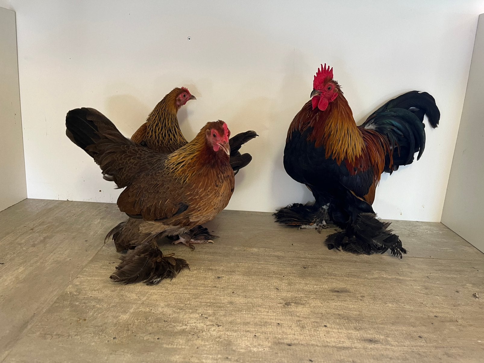 Sabelpoot kriel trio, Dieren en Toebehoren, Pluimvee, Meerdere dieren, Kip