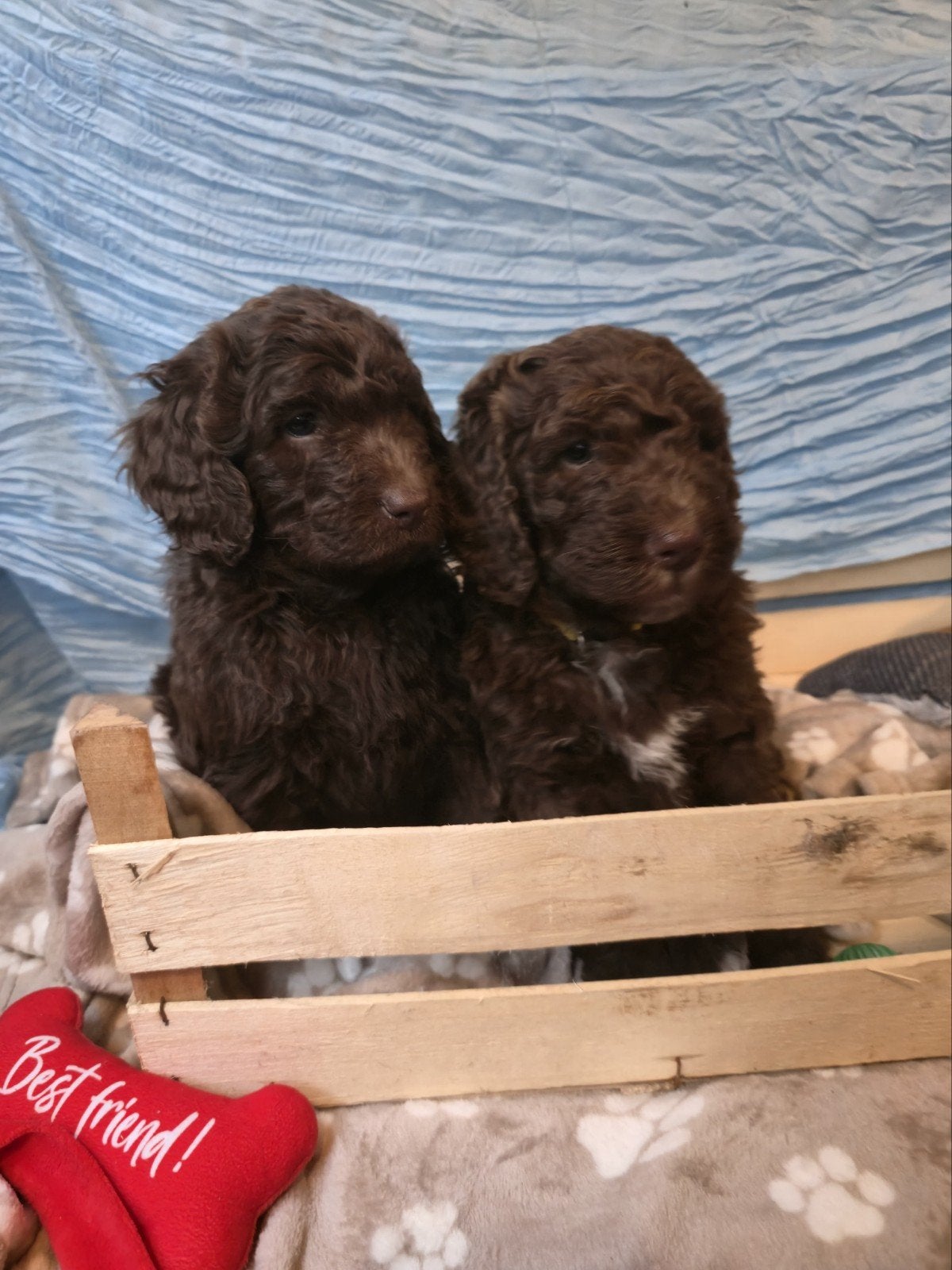 Labradoodle X Aussiedoodle pups (nog 4 beschikbaar), Overige rassen, 8 tot 15 weken, Meerdere, Meerdere dieren