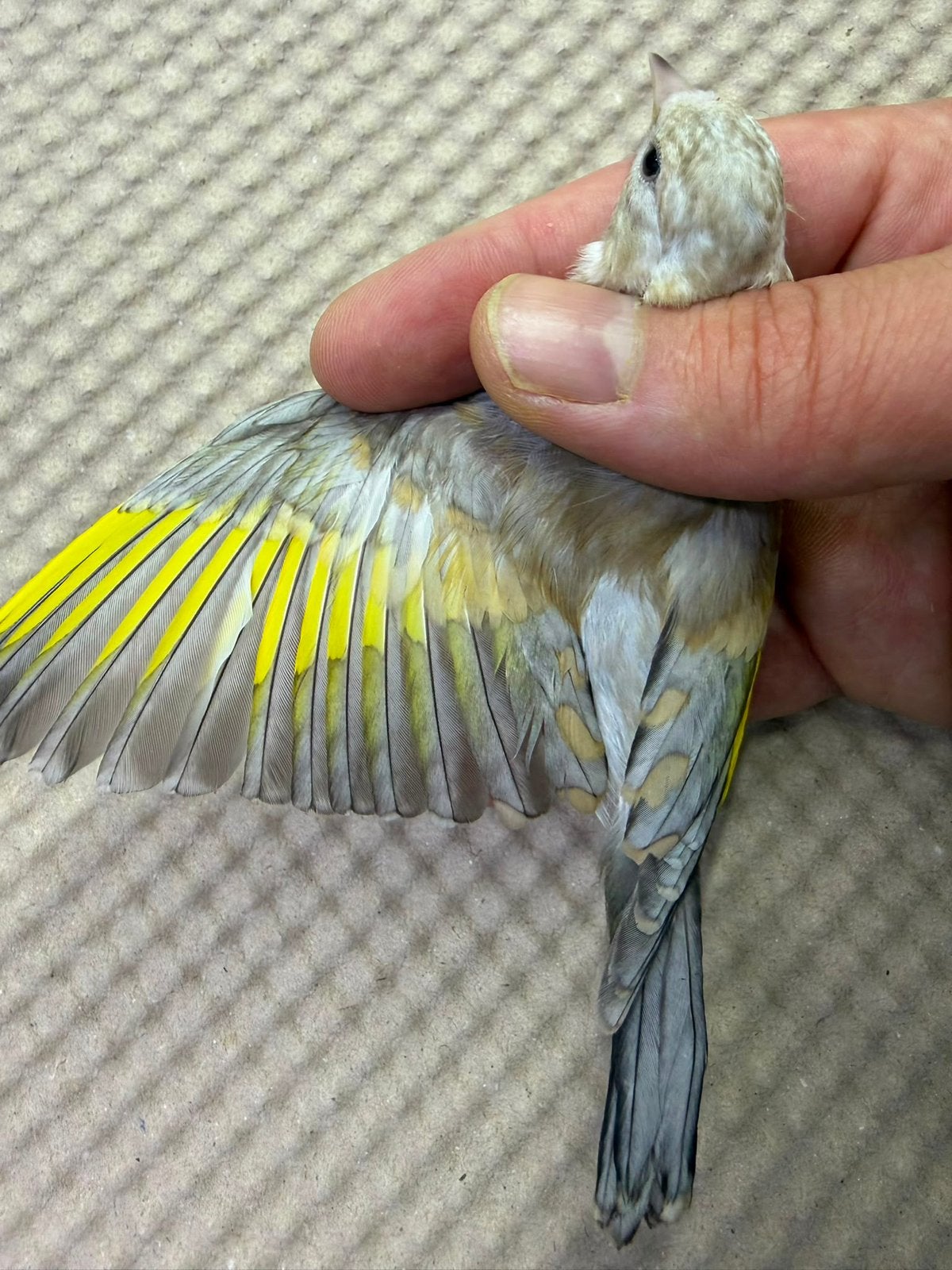 Major putters Distelvink Phaeo Putters 2026, Dieren en Toebehoren, Vogels | Overige Vogels, Meerdere dieren, Geringd
