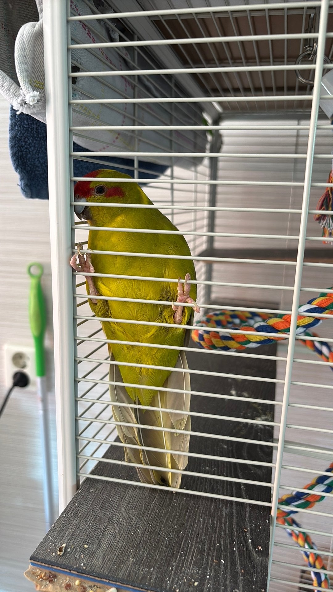 Kakariki, Dieren en Toebehoren, Vrouwelijk, Parkiet