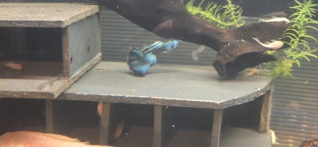 Mooie raszuivere blue moscow guppen, Dieren en Toebehoren, Vissen | Aquariumvissen, Vis, Zoetwatervis