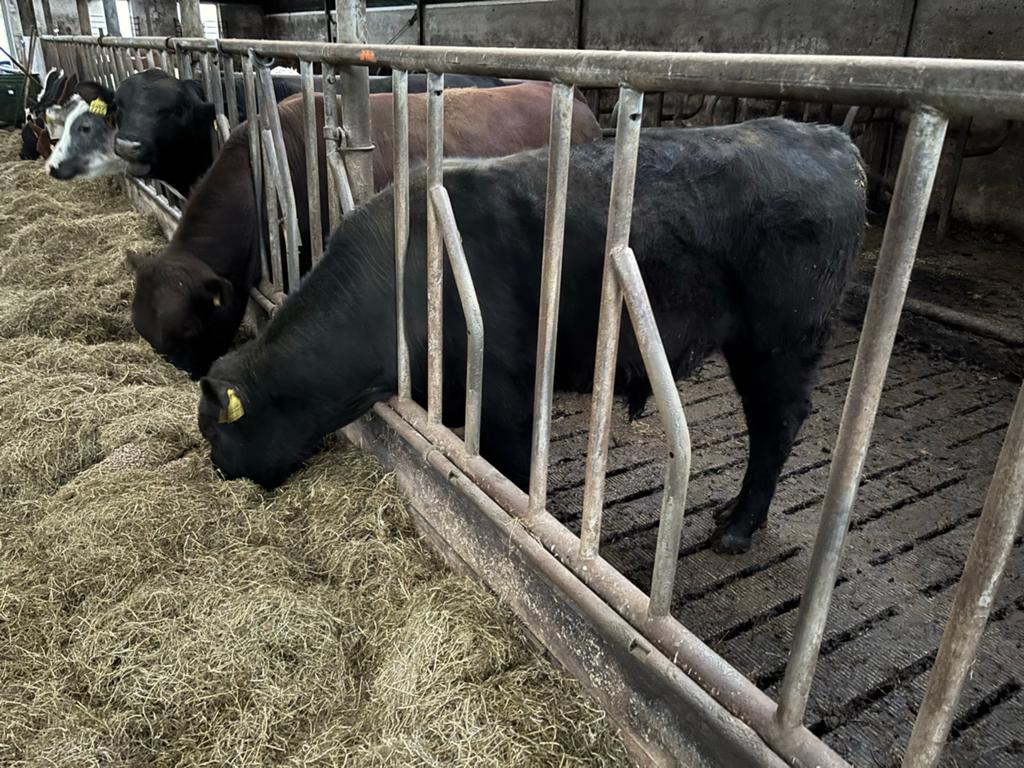 100% black angus dekstier stamboek geregistreerd, Dieren en Toebehoren, Runderen, Mannelijk, 0 tot 2 jaar