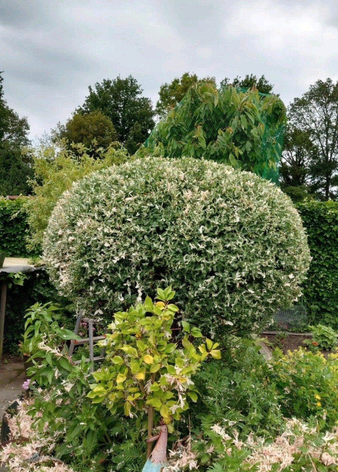 Tuinman- Klusjesman, Tuinonderhoud of Snoeiwerk