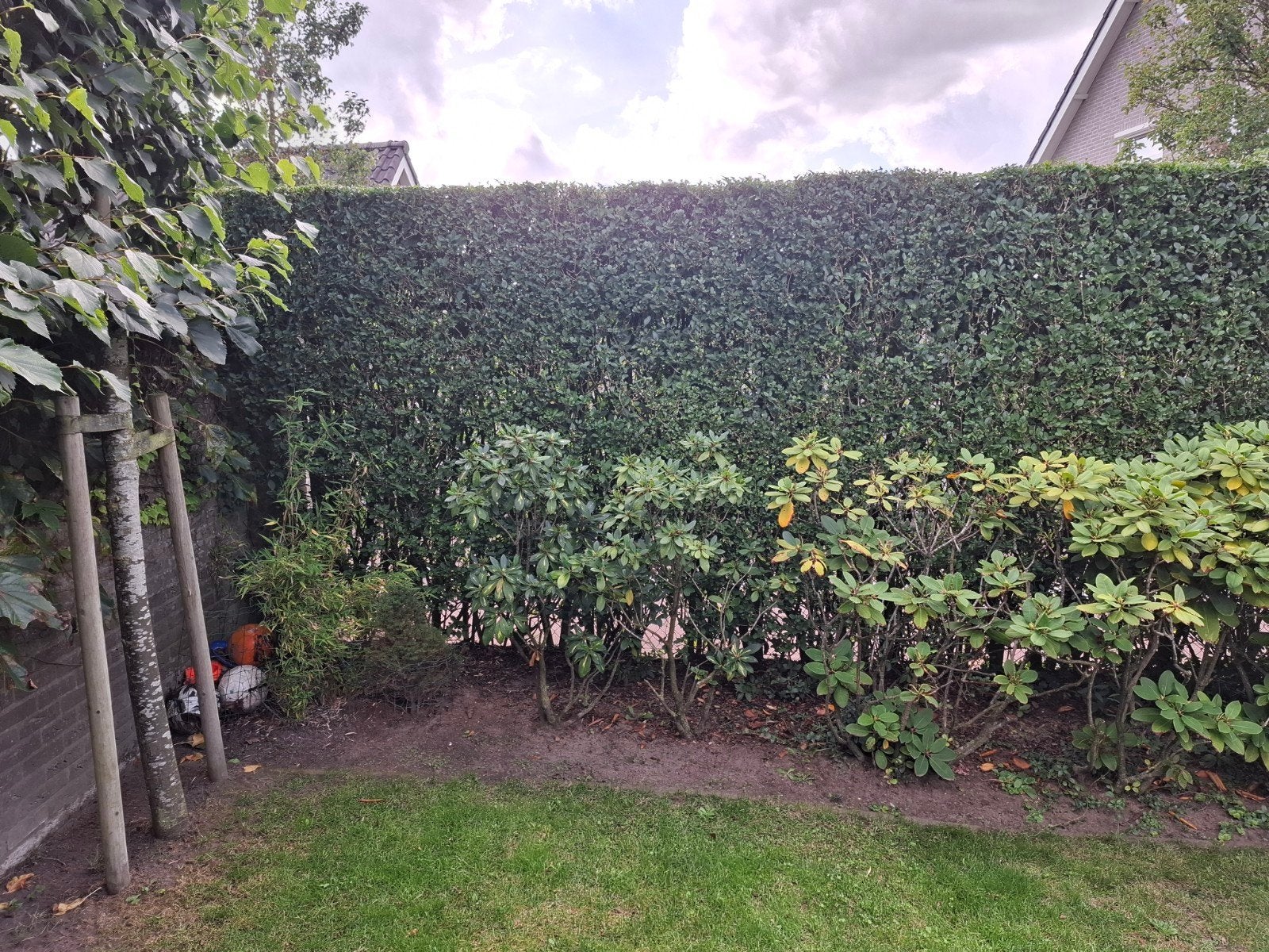 Ligusterhaag - 21 meter lang, ca. 2,30 m hoog, Overige soorten, Volle zon, Vaste plant, Ophalen of Verzenden