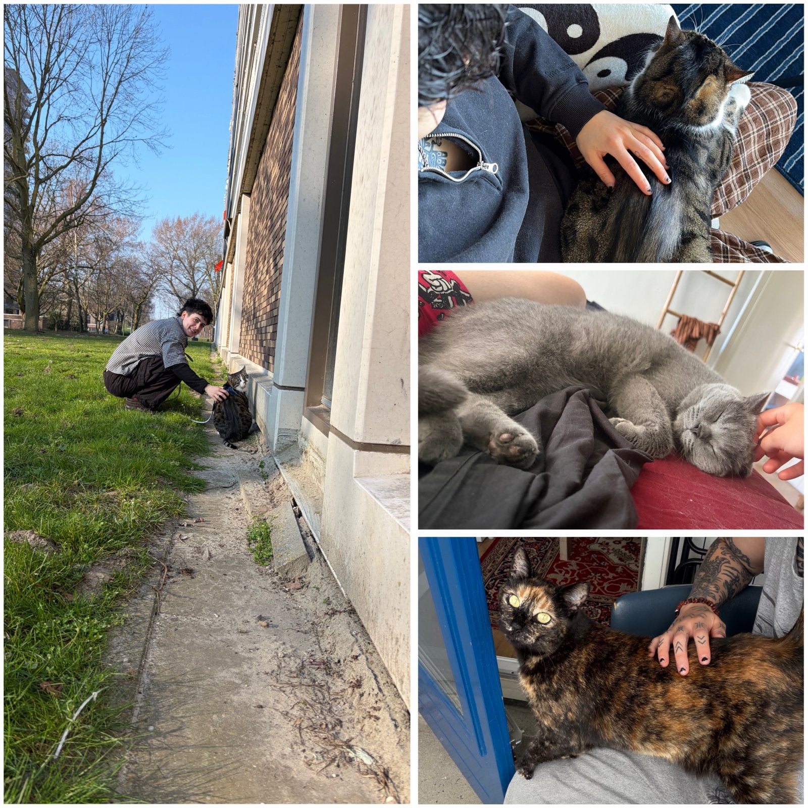 Katten oppas