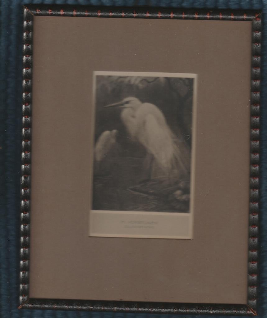 H. Verstijnen  Zilverreigers, Antiek en Kunst, Ophalen of Verzenden