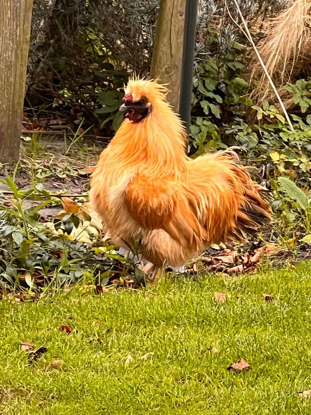 Zijdehoen haan, Mannelijk, Kip