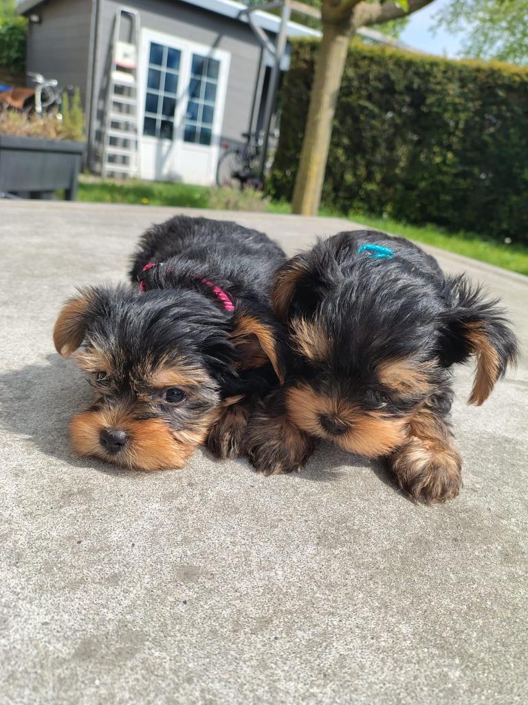 yorkshire puppys, Dieren en Toebehoren, Honden | Chihuahua's en Gezelschapshonden, Meerdere dieren, Overige rassen, Particulier