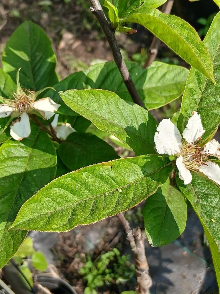 Mispel in pot met bloemen voor de vruchten in najaar, Tuin en Terras, Ophalen, Minder dan 100 cm, Overige soorten, In pot