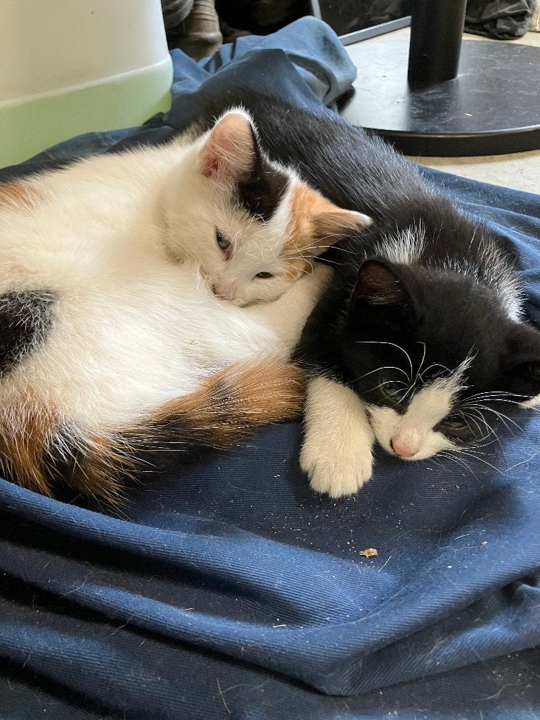 LIEVE KITTEN, Meerdere dieren, Ontwormd, 0 tot 2 jaar