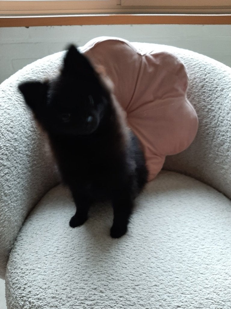 Lief Klein pupje Dwergkeesje (Pomeriaantje), Dieren en Toebehoren, Honden | Chihuahua's en Gezelschapshonden, Parvo, 15 weken tot 1 jaar