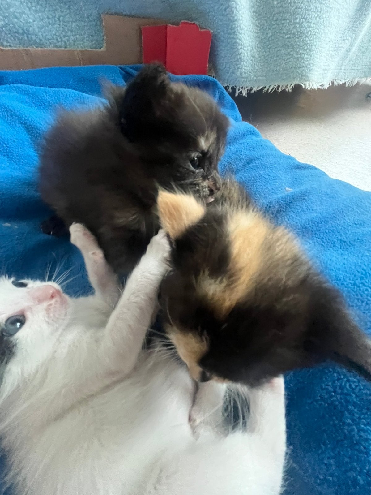 Kittens, Ophalen, Nieuw, Hond of Kat, Beeldje of Figuurtje