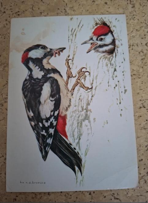 Ansicht grote bonte specht, Ophalen of Verzenden, Gelopen, Vogel