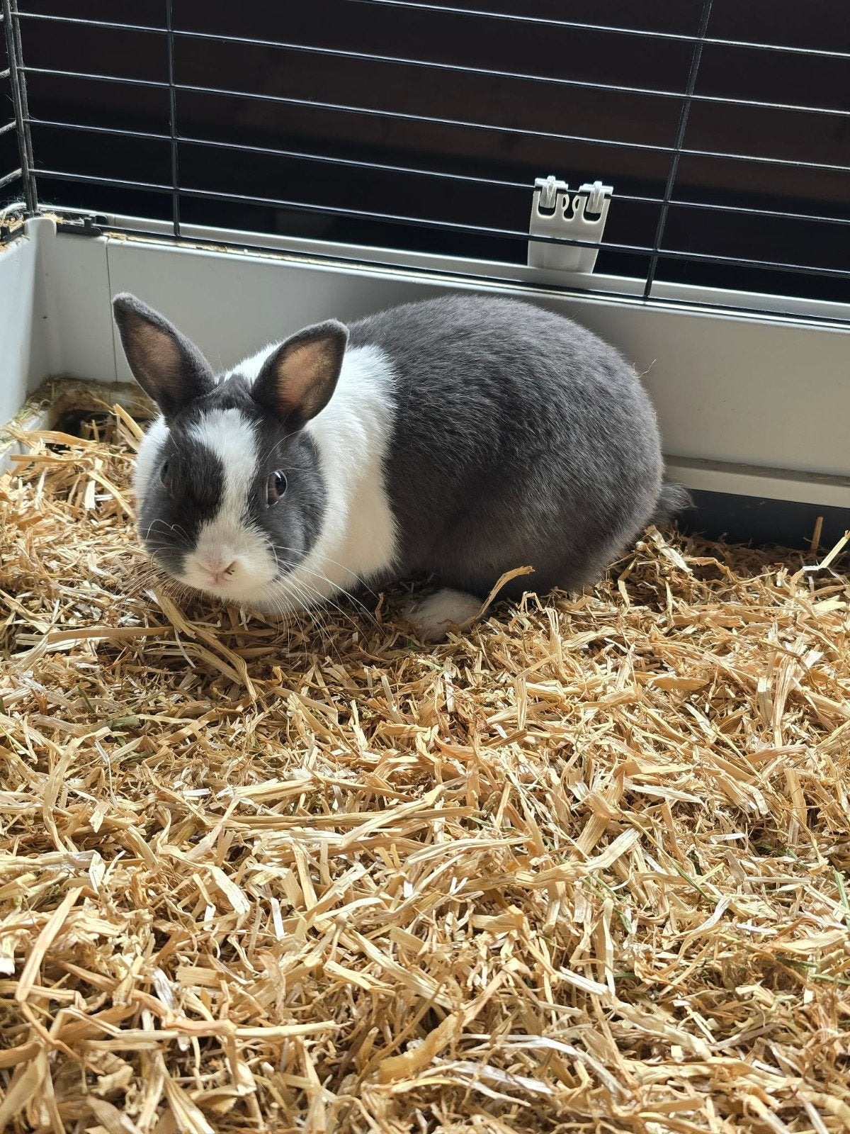 Dwegkonijn, Dieren en Toebehoren, Vrouwelijk, Dwerg, 0 tot 2 jaar