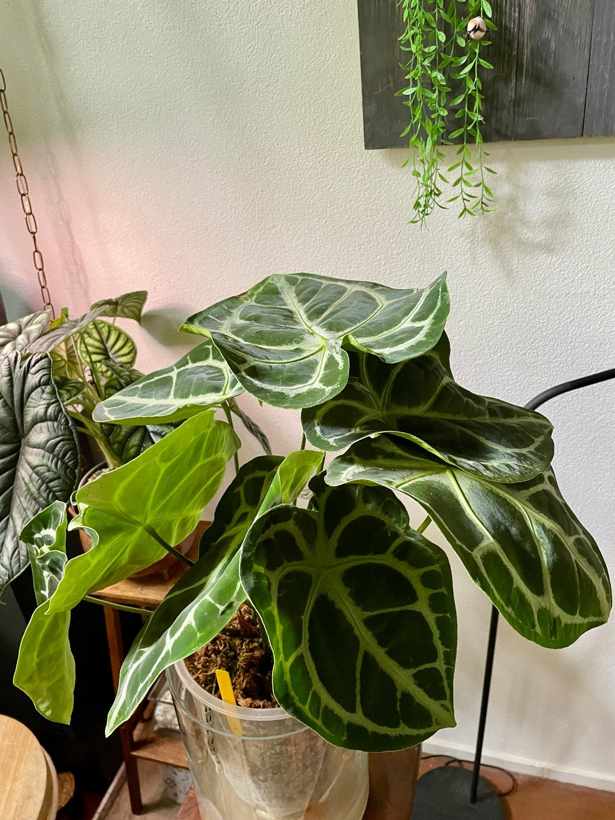 Anthurium Silver Blush x Forgetii plant, Tuin en Terras, Planten | Tuinplanten, Overige soorten, Vaste plant, Ophalen of Verzenden