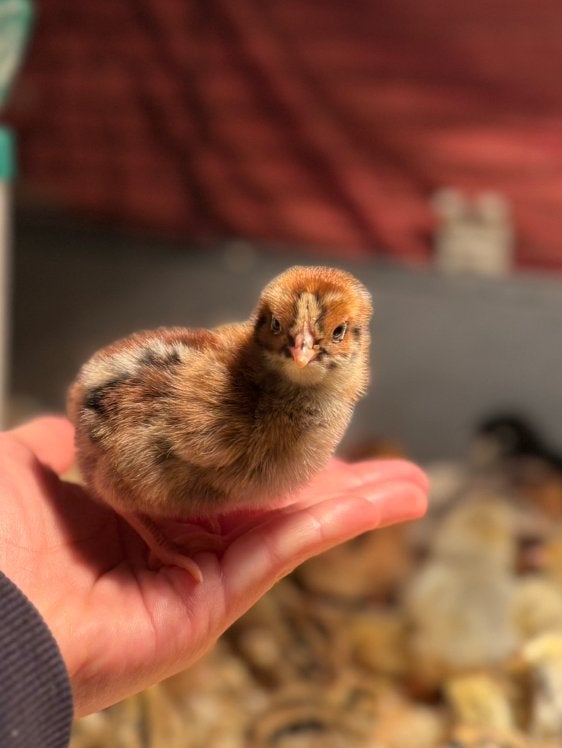 Vermoedlijke hanen kuikens, Dieren en Toebehoren, Mannelijk, Kip