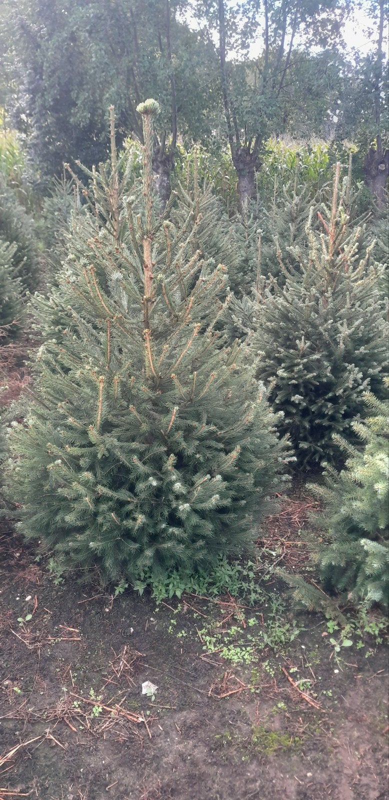 kerstbomen te koop, Bloeit niet, Overige soorten, 100 tot 250 cm, Ophalen