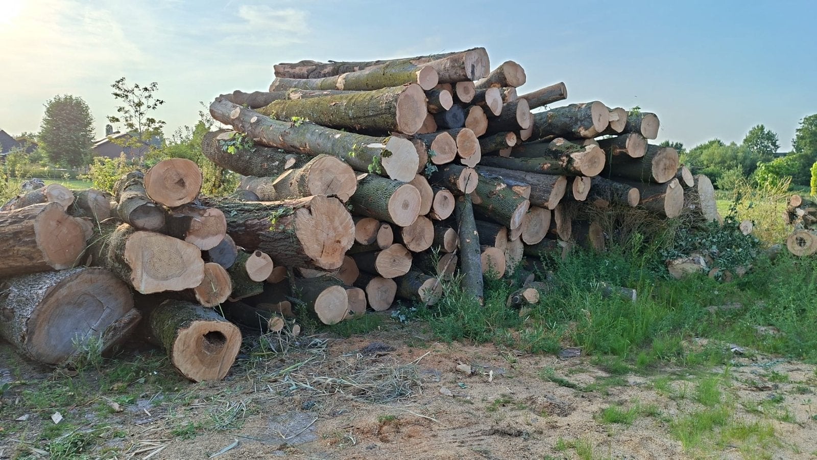 Stamhout, es en iep. Voor verwerking met de motorzaag, Tuin en Terras, 6 m³ of meer, Ophalen of Verzenden, Eikenhout, Stammen