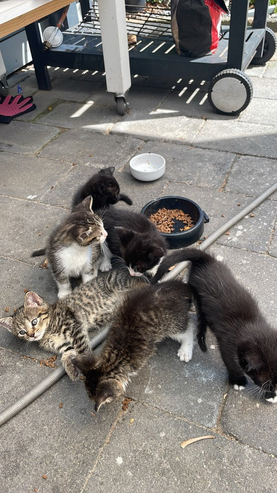 Kittens, Dieren en Toebehoren