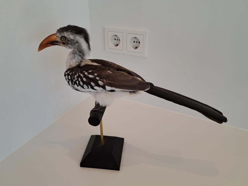 opgezette vogel, Ophalen of Verzenden, Zo goed als nieuw, Vogel, Opgezet dier