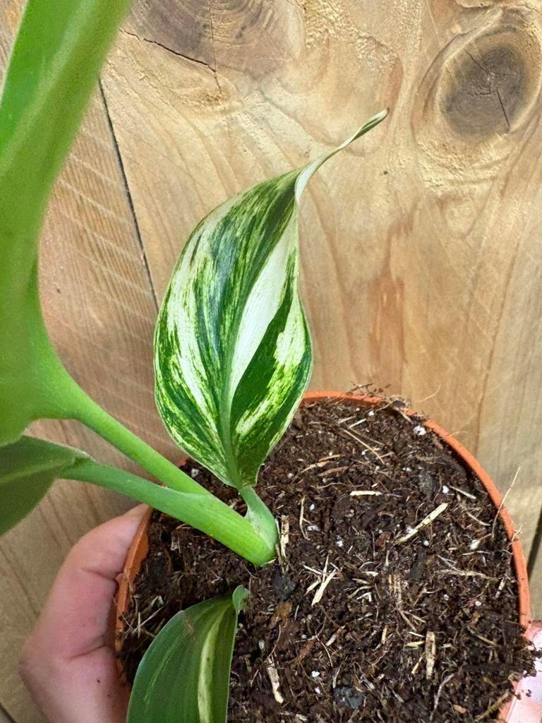 Strelitzia nicolai variegata plant albo white wit mint, Ophalen of Verzenden, Halfschaduw, Minder dan 100 cm