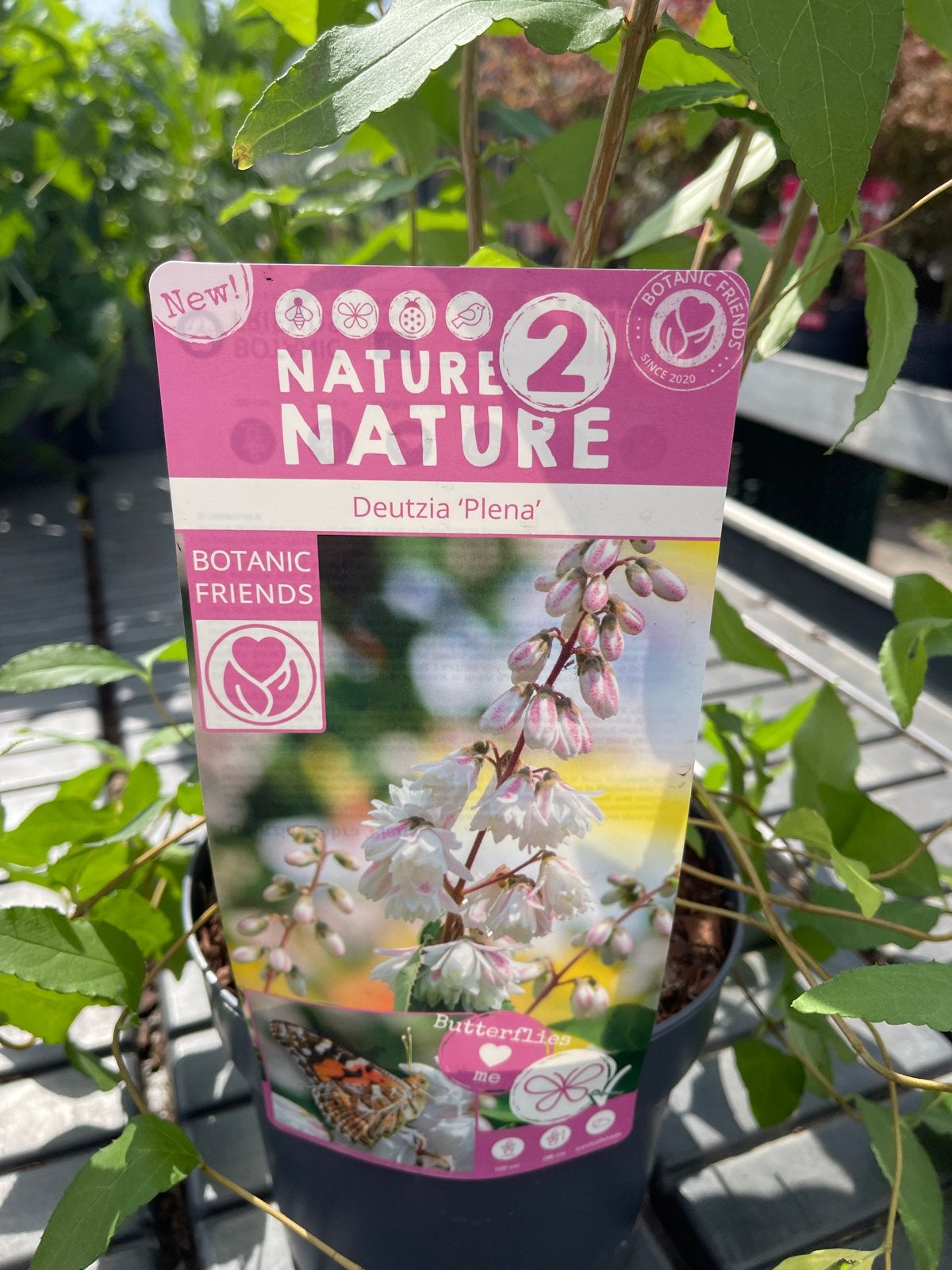 Deutzia 'Plena' - Sierlijke Heester met Dubbele Bloemen, Tuin en Terras, Planten | Tuinplanten, Vaste plant, Halfschaduw, Lente