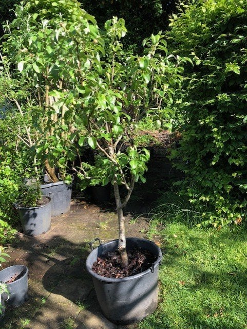 Perenboom staat in de kuip . ongeveer 160 cm hoog ex de kuip, Tuin en Terras, Planten | Fruitbomen, Ophalen, Volle zon, 250 tot 400 cm
