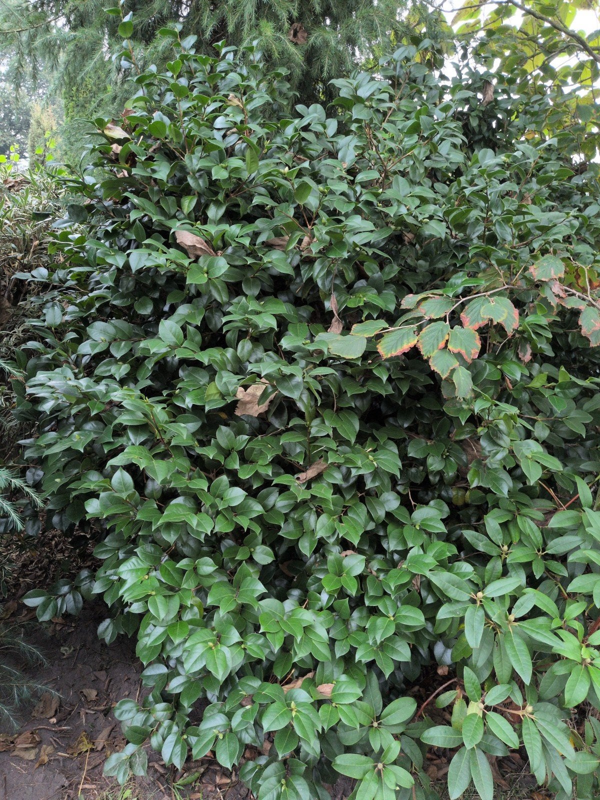 Camelia roze en witte bloemen - 5 stuks, Vaste plant, Halfschaduw, Lente, Ophalen