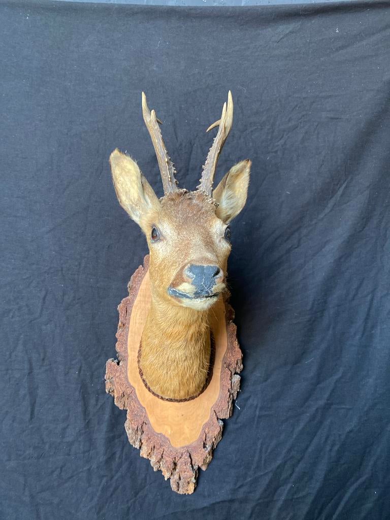 Oude opgezette reeënkop - Vintage taxidermie, Verzamelen, Dierenverzamelingen, Ophalen of Verzenden, Gebruikt, Hert, Gewei of Kop
