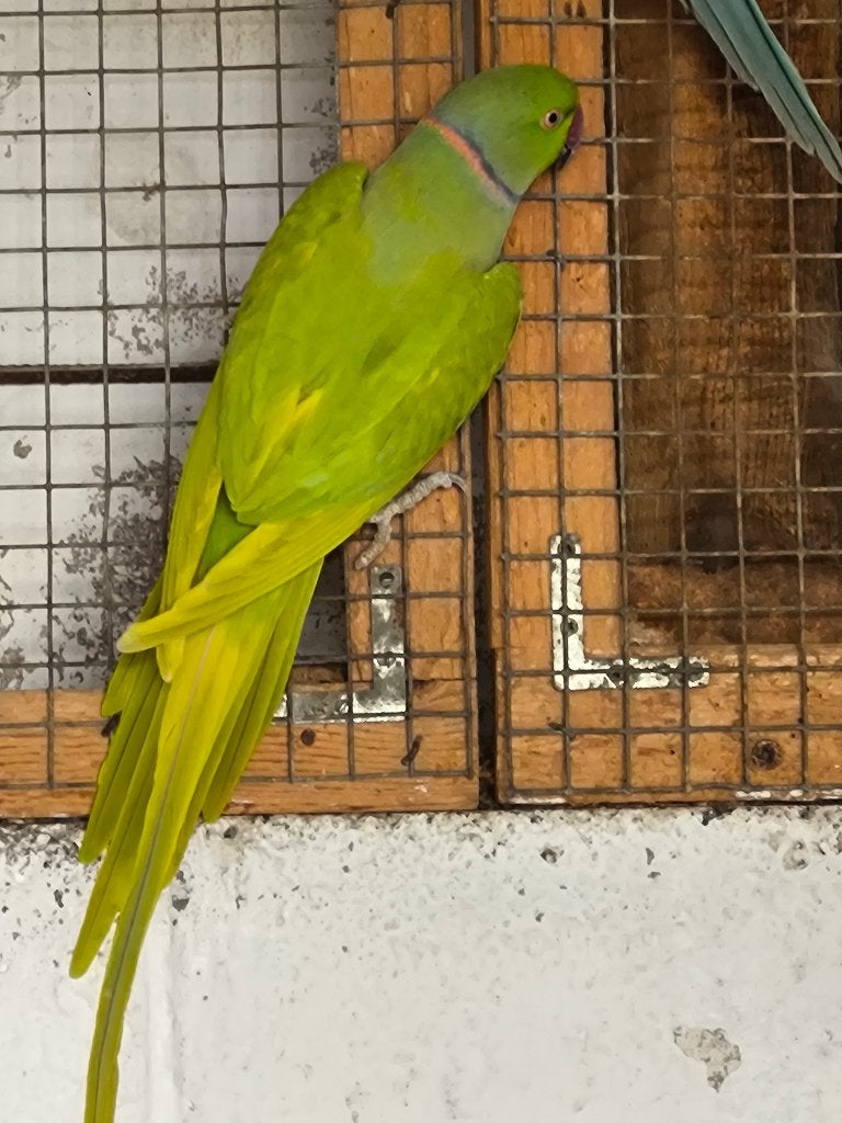 halsband parkieten, Dieren en Toebehoren, Meerdere dieren, Parkiet, Geringd