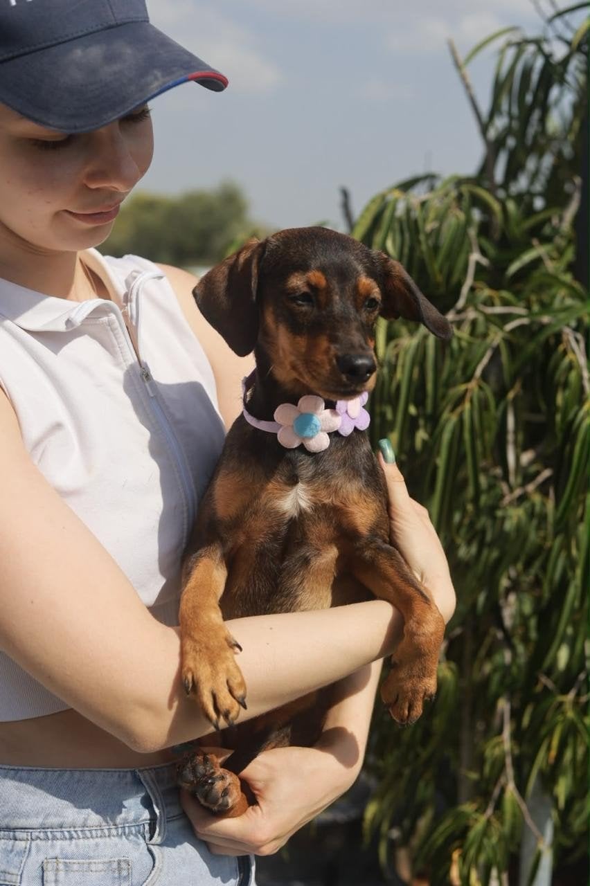 Airu klein pointer x verblijft in Cyprus, 15 weken tot 1 jaar, Buitenland, Teef, Eén hond