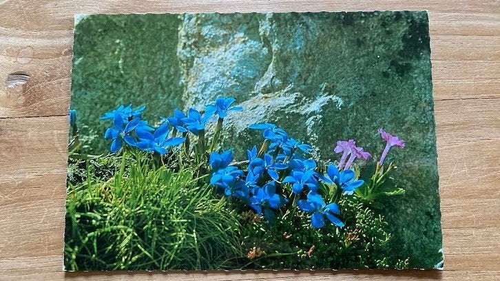 Ansichtkaart Alpenbloemen, Ophalen of Verzenden, Ongelopen