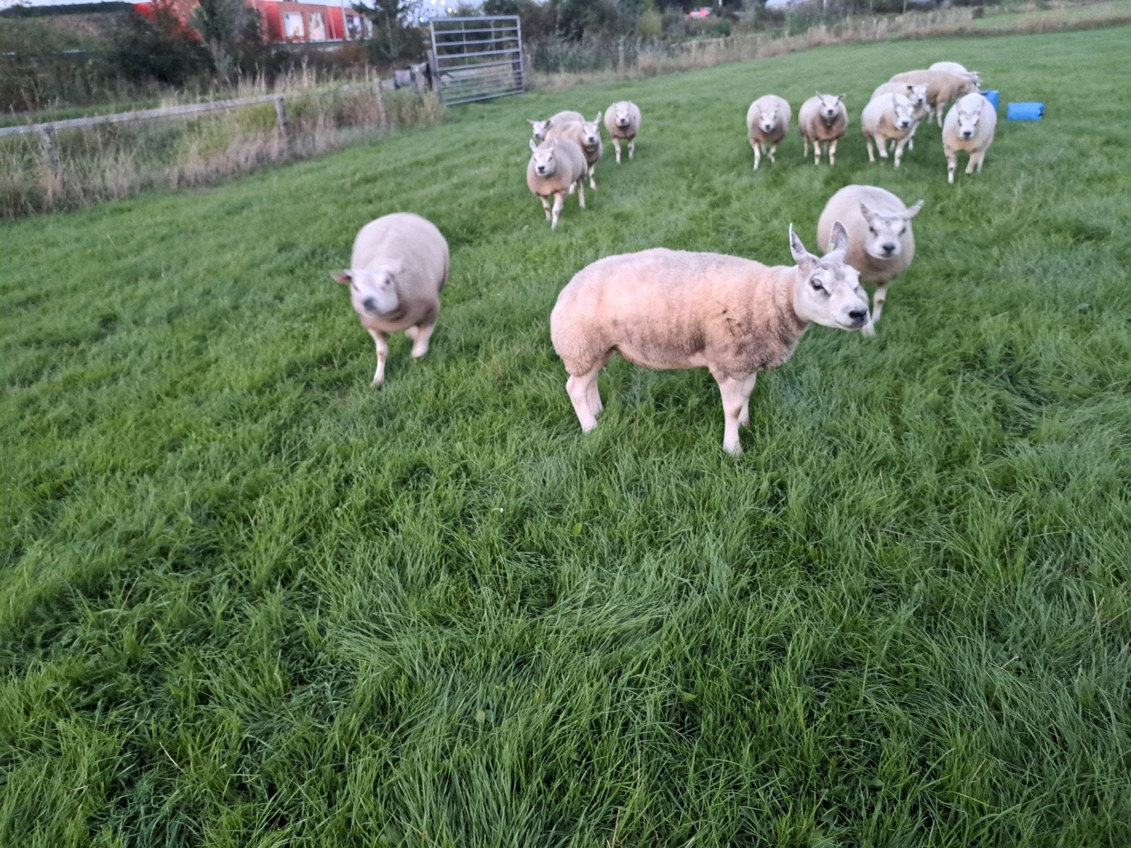 Texelaar ooien Wit, Dieren en Toebehoren, Schapen, Geiten en Varkens, Vrouwelijk, Schaap, 0 tot 2 jaar