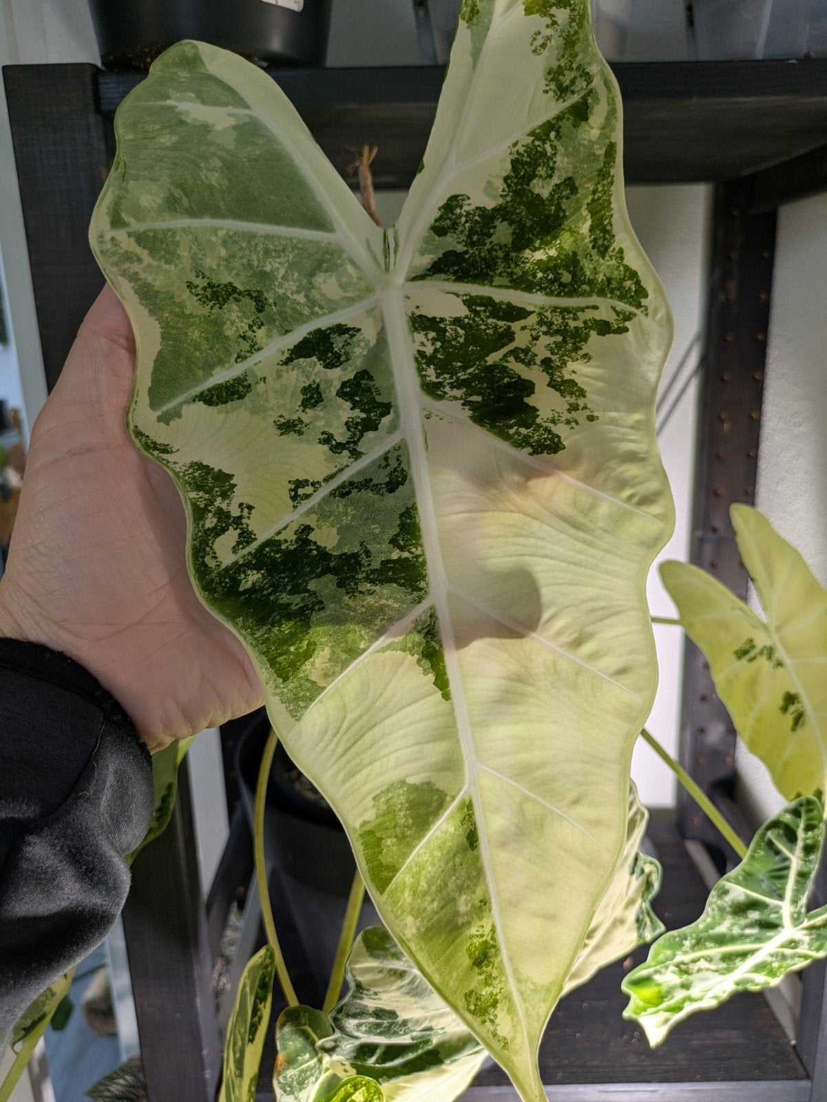 Alocasia Frydek variegata knolletjes, Ophalen of Verzenden, Halfschaduw, Minder dan 100 cm