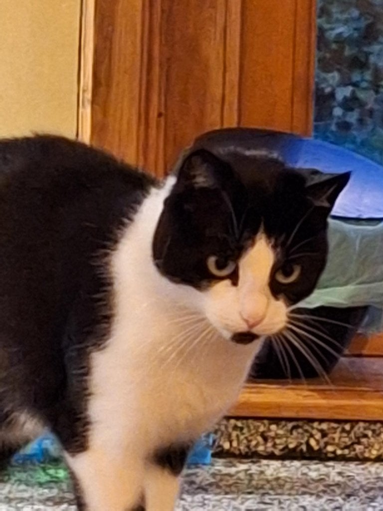 Een liefdevol nieuw thuis gezocht voor Lientje, Dieren en Toebehoren, Poes, Gechipt, 6 jaar of ouder