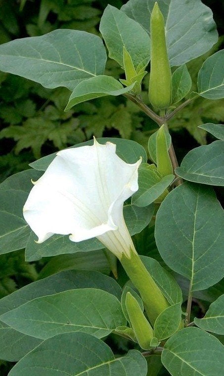 Zaden Datura sp., Ophalen of Verzenden, Zaad