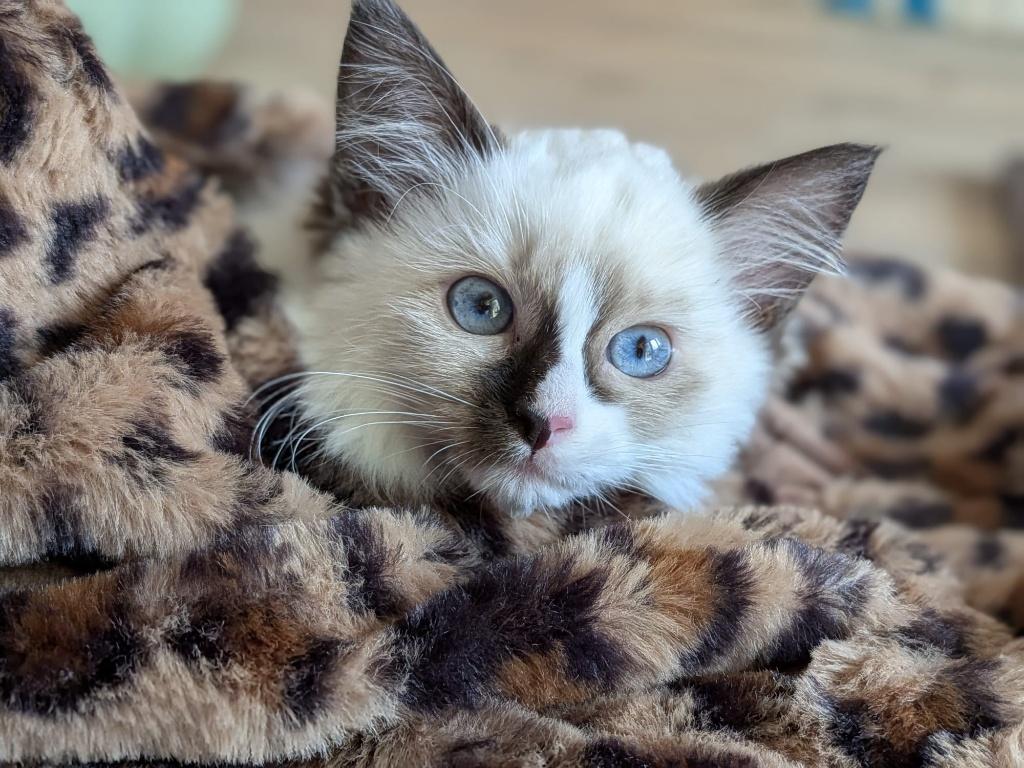 Ragdoll Kitten met stamboom, Poes, Met stamboom, 0 tot 2 jaar