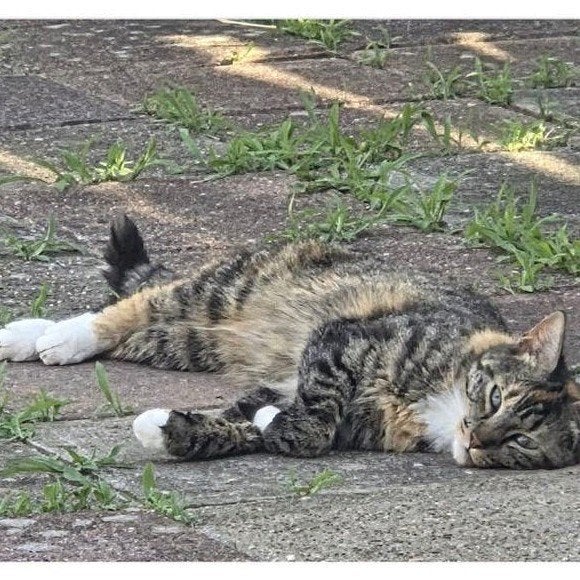 vermist poes Mia (kat), Dieren en Toebehoren