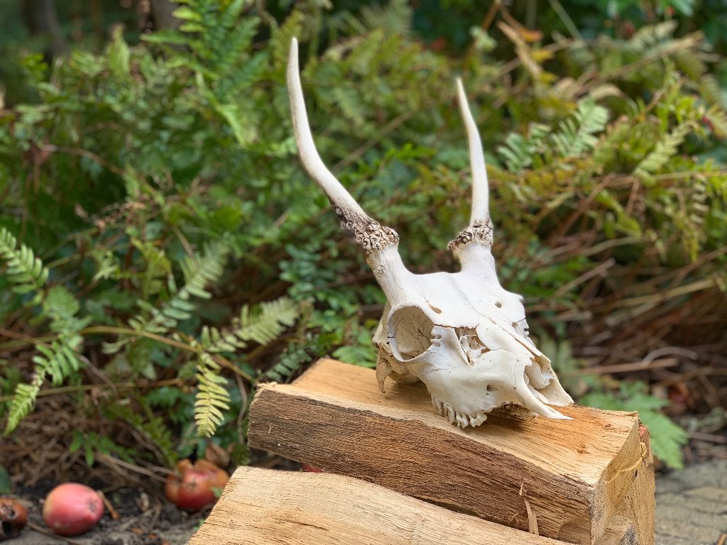 Decorative skull, Ophalen, Gebruikt
